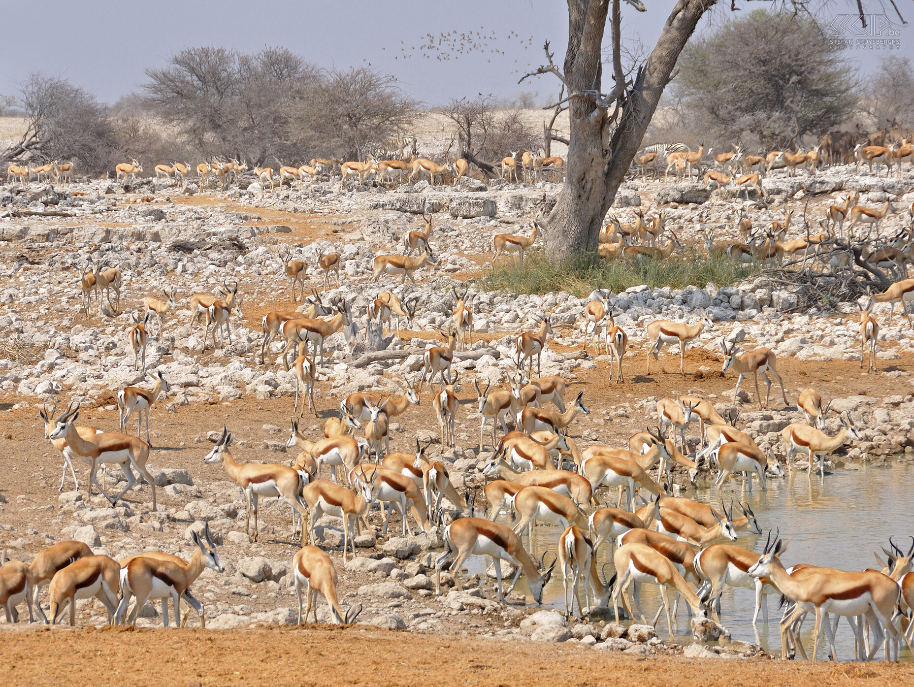 Etosha - Okaukuejo - Springboks  Stefan Cruysberghs